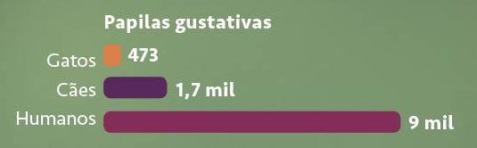 Anatomia do gato Anatomia do gato