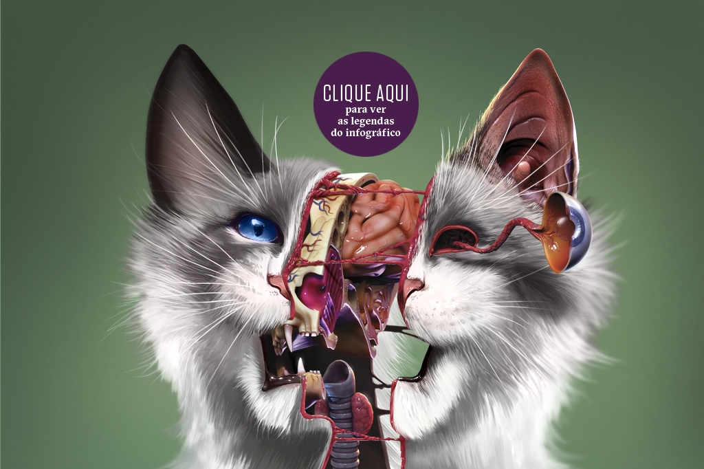 SI_403_Gatos_CLIQUE AQUI2