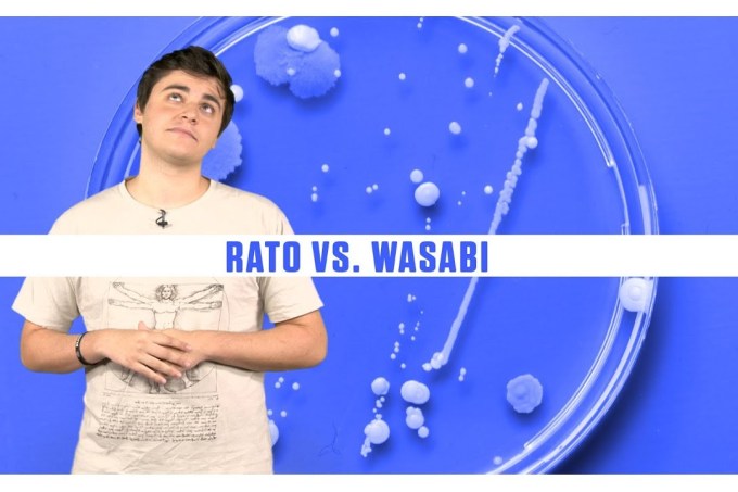 Conheça a espécie de rato imune ao wasabi – SUPERNOVAS
