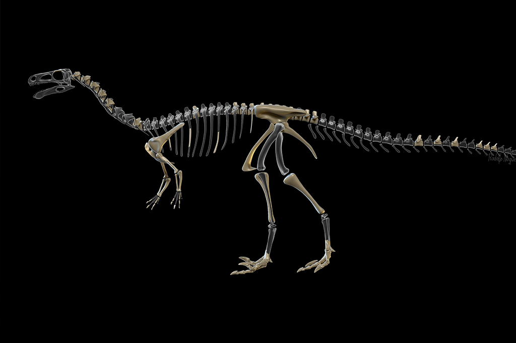 Reconstituição do esqueleto do Vespersaurus paranaensis
