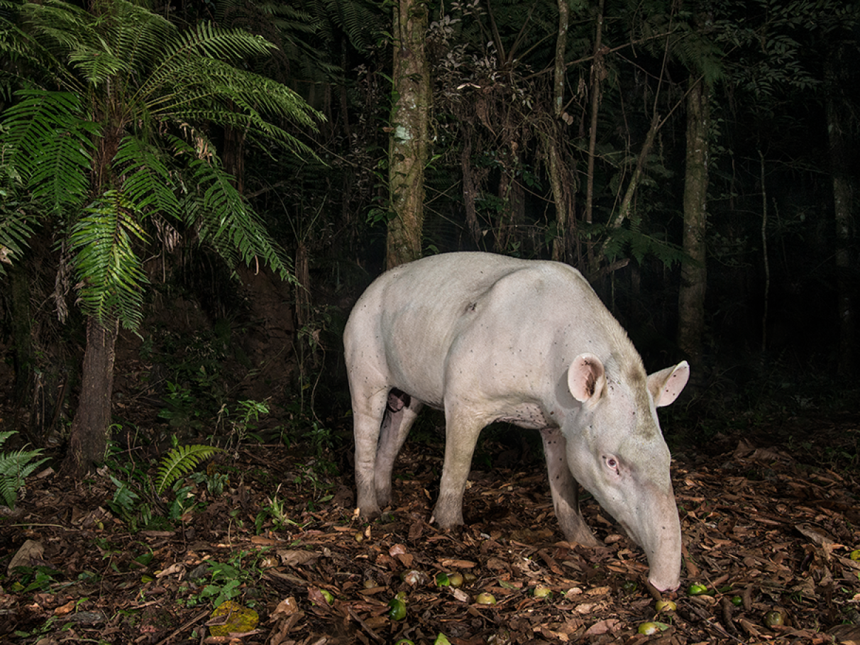 albina Anta albina é avistada em reserva de Mata Atlântica | Super