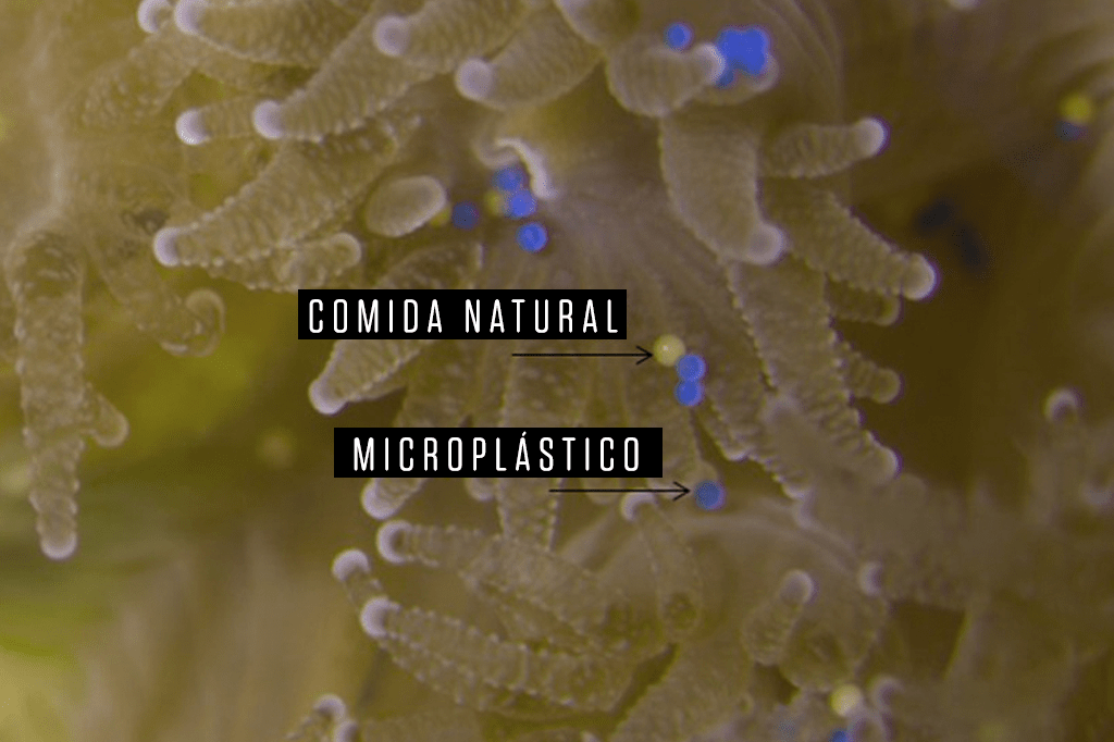 Site_CoralPlastico@