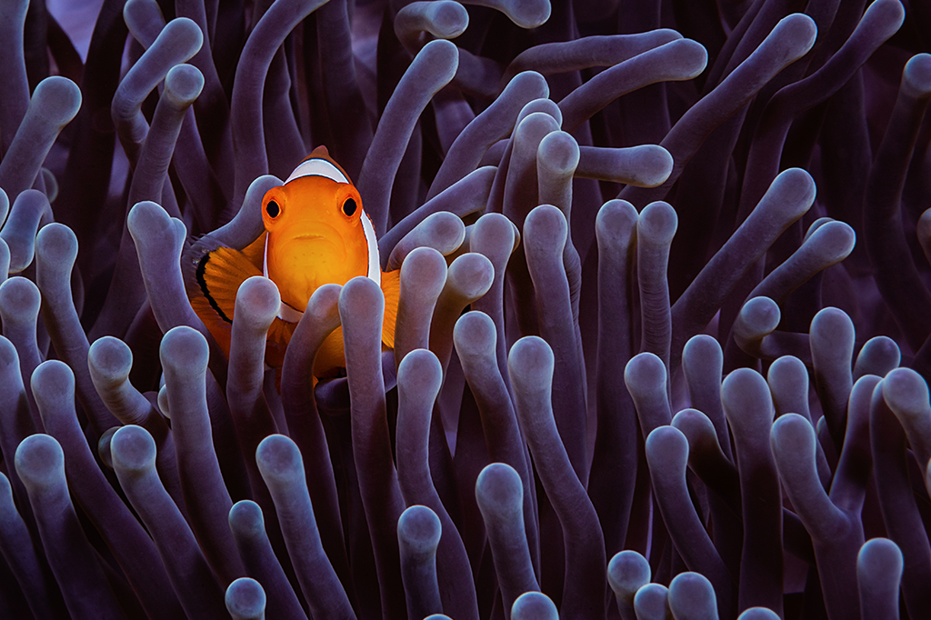 Poluição luminosa está diminuindo a população de peixes-palhaço