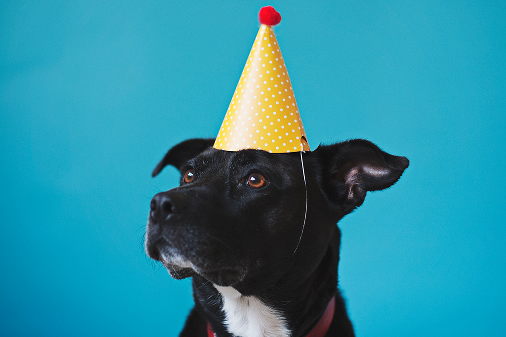 Como realmente determinar a idade do seu cachorro em anos humanos
