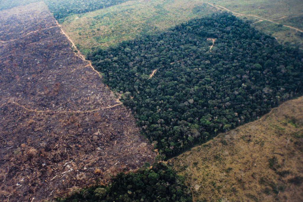 Como o desmatamento ilegal alimenta os incêndios na Amazônia