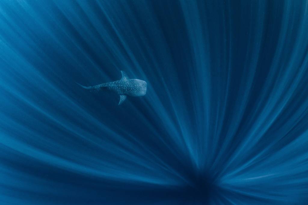 Big Fish in a Big Ocean Big Fish in a Big Ocean
