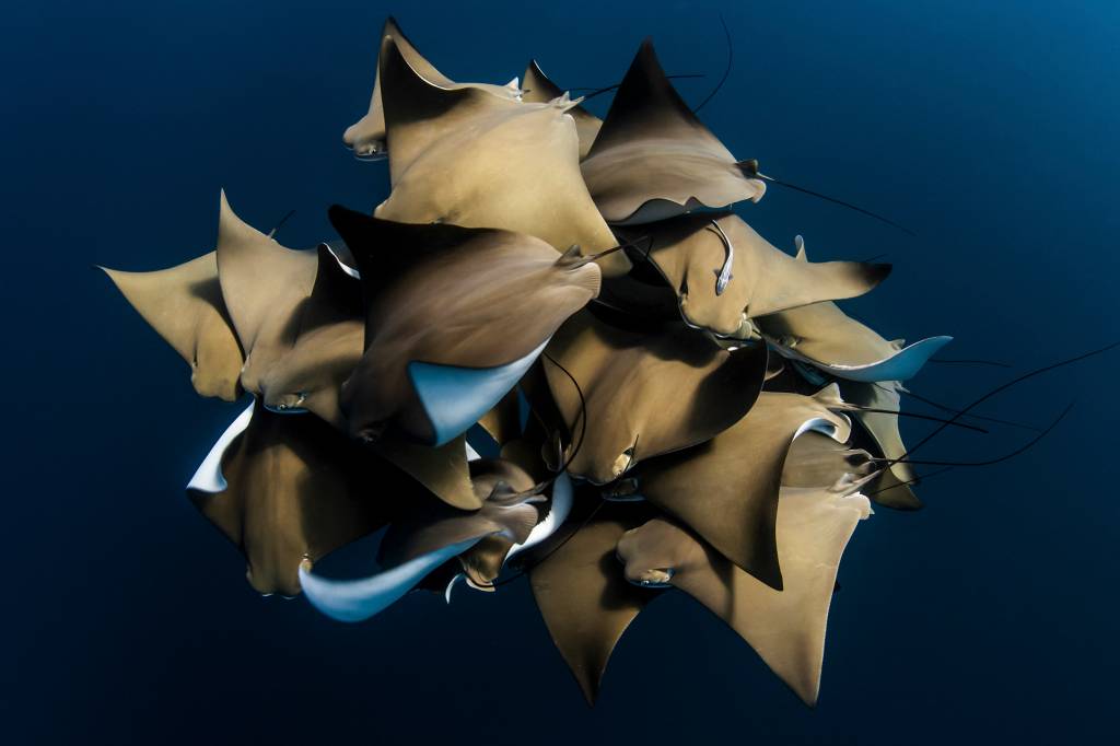 A Rare Encounter With Cownose Rays A Rare Encounter With Cownose Rays