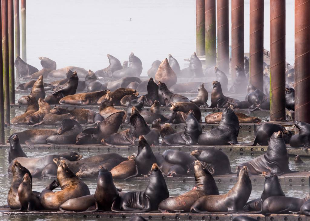California Sea Lions invade the Harbor California Sea Lions invade the Harbor