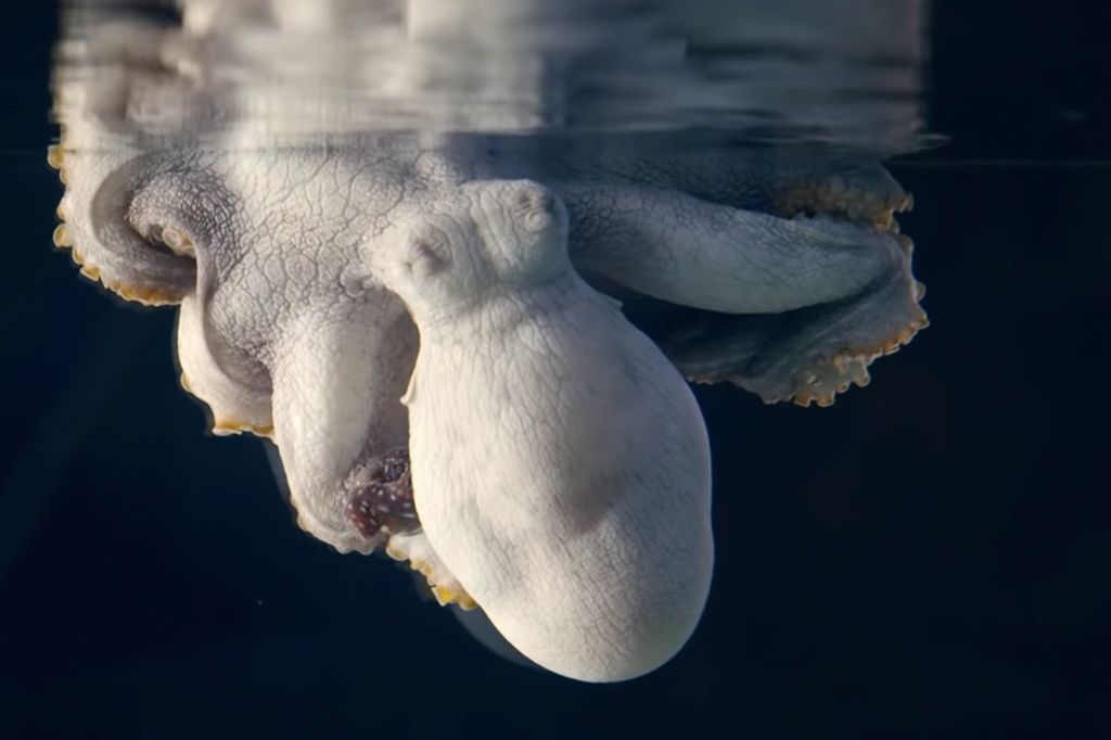 Cientista flagra polvo trocando de cor enquanto dorme