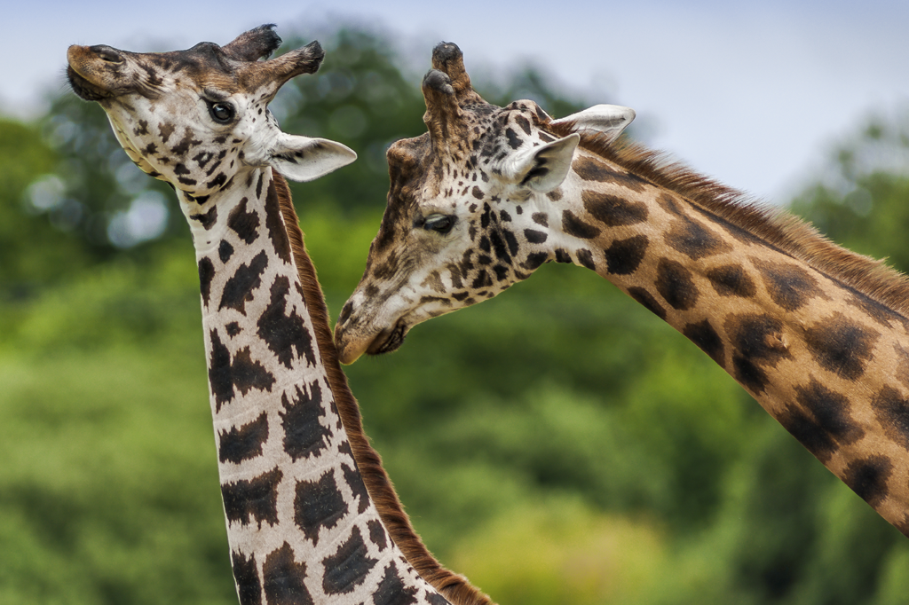 Girafas de cor mais escura são solitárias