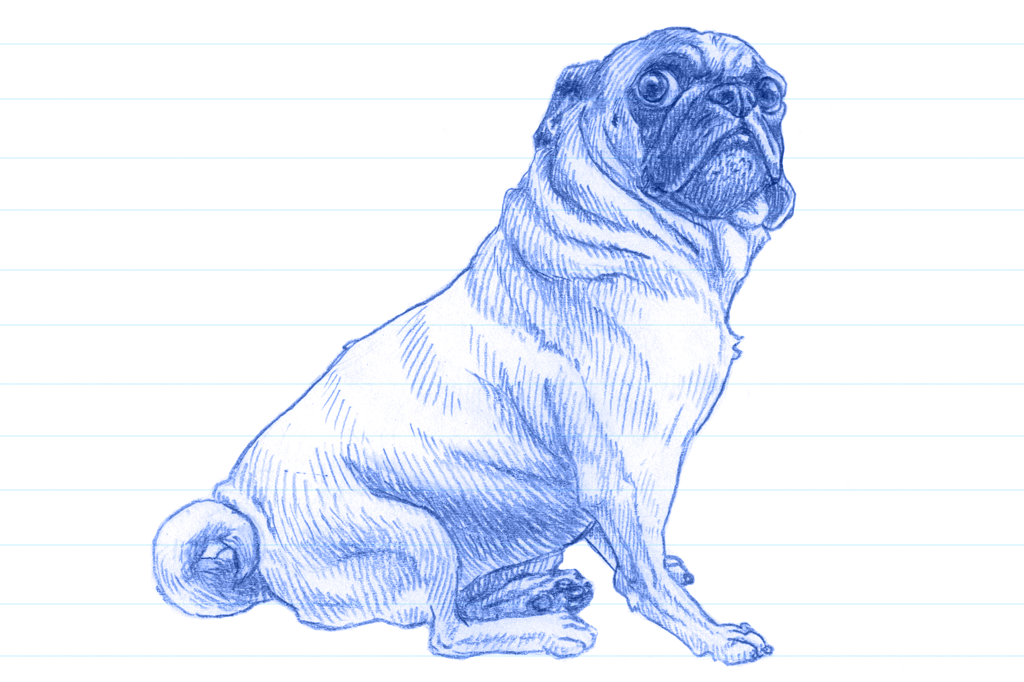 Ilustração de um pug em caneta azul. 