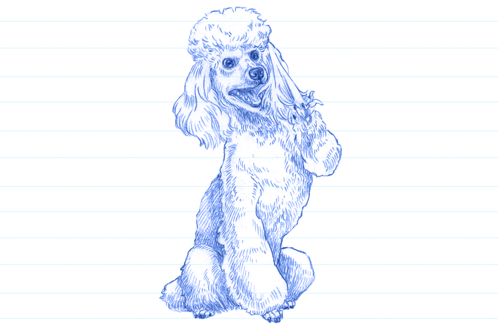 Ilustração em caneta azul de um poodle dando a patinha.