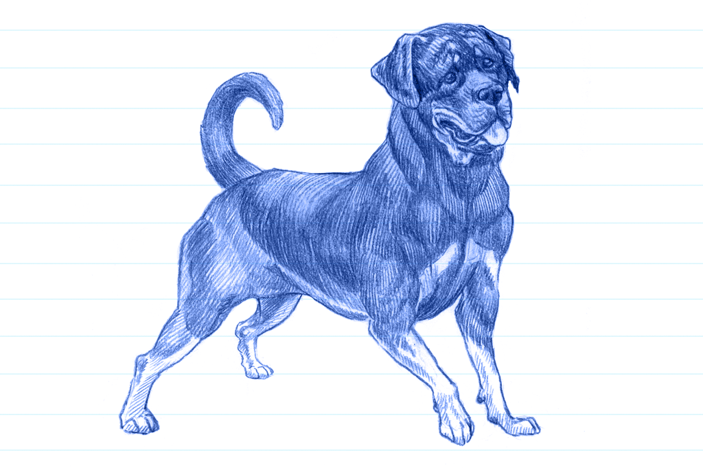 Ilustração em caneta azul de um rottweiler.