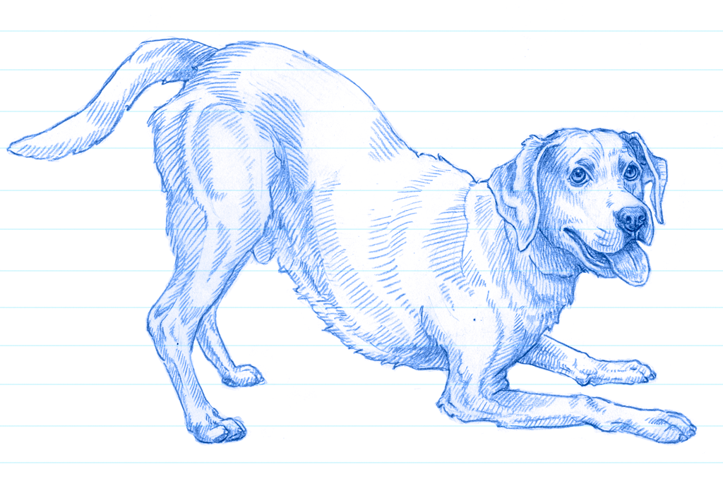 Ilustração em caneta azul de um labrador brincando, com as patas da frente abaixadas.