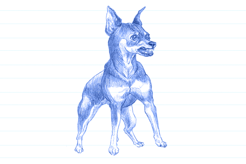Ilustração em caneta azul de um pinscher bravo.