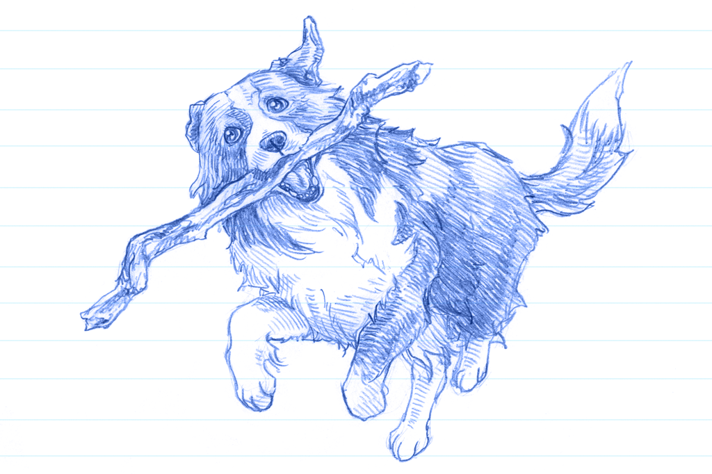 Ilustração em caneta azul de um border collie correndo com um graveto na boca.