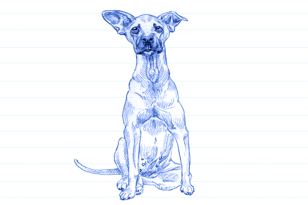 Ilustração em caneta azul de um vira-lata orelhudo com focinho preto.