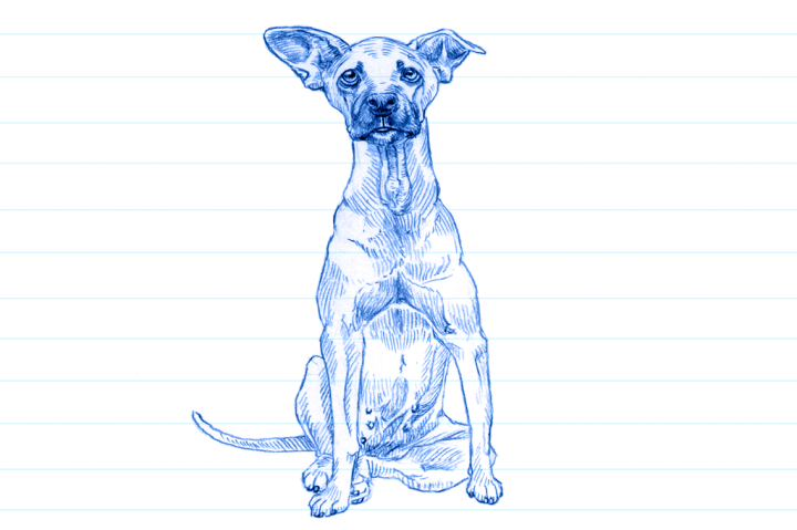 16 ideias de Pets  filhotes de cachorro, cachorro, ilustrações