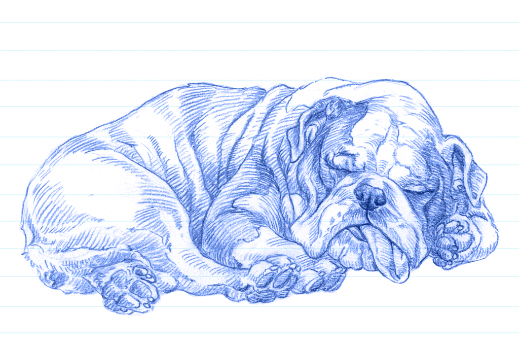 Ilustração de um buldogue dormindo com a língua para fora em caneta azul. 