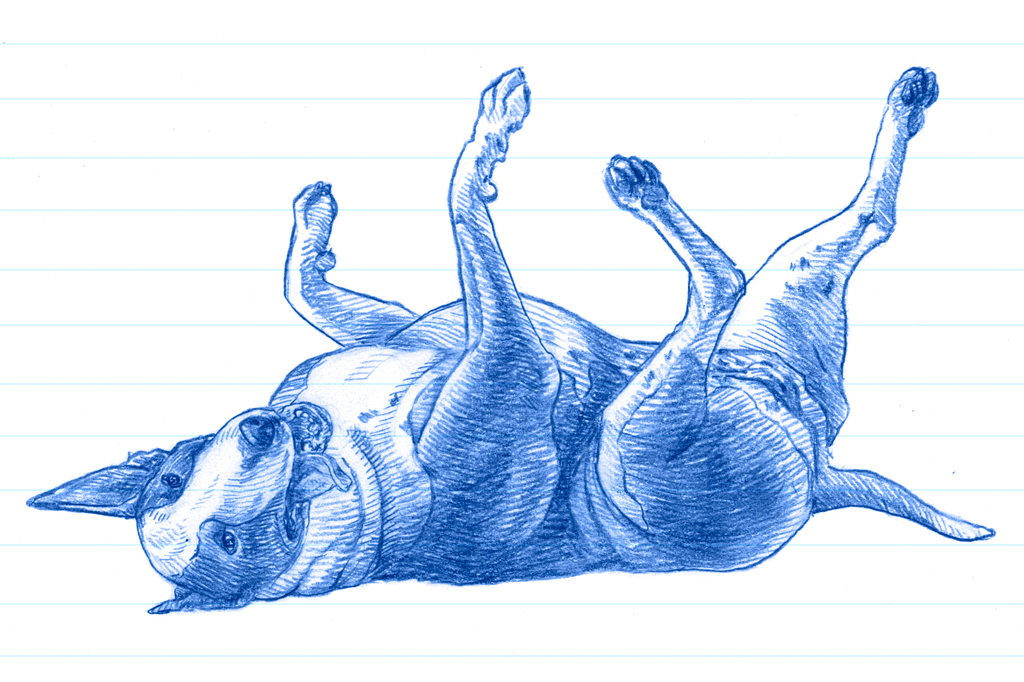 Ilustração de um pitbull feliz com a barriga para cima em caneta azul. 