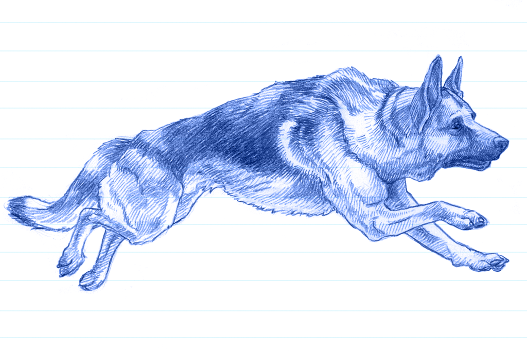 Ilustração em caneta azul de um pastor alemão correndo. 