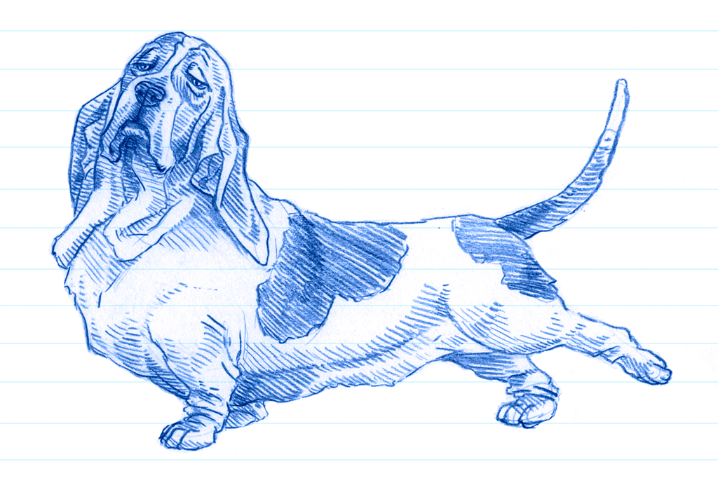 Ilustração em caneta azul de um basset hound.