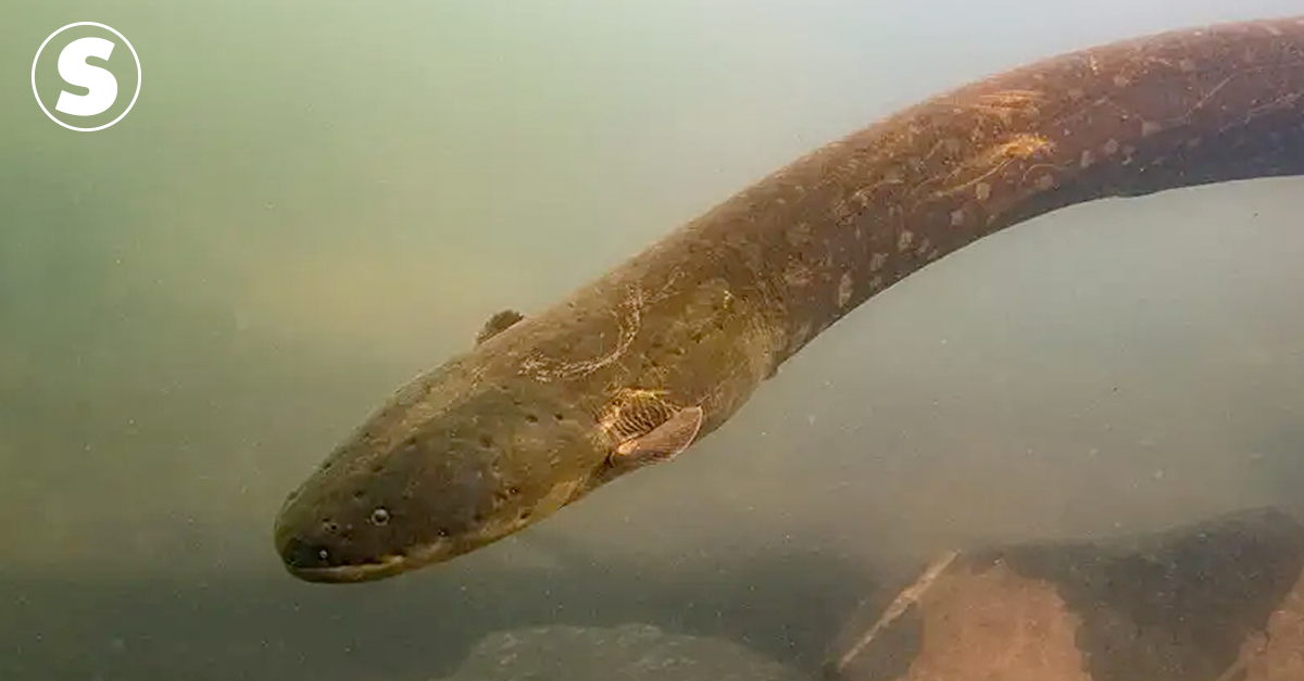 Novo peixe-elétrico amazônico dá choque 8 vezes maior que uma tomada ...