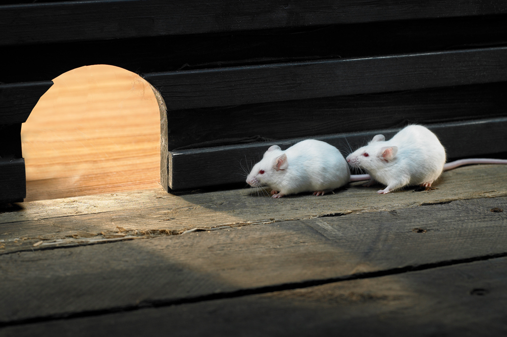 Ratos brincam de esconde-esconde por diversão