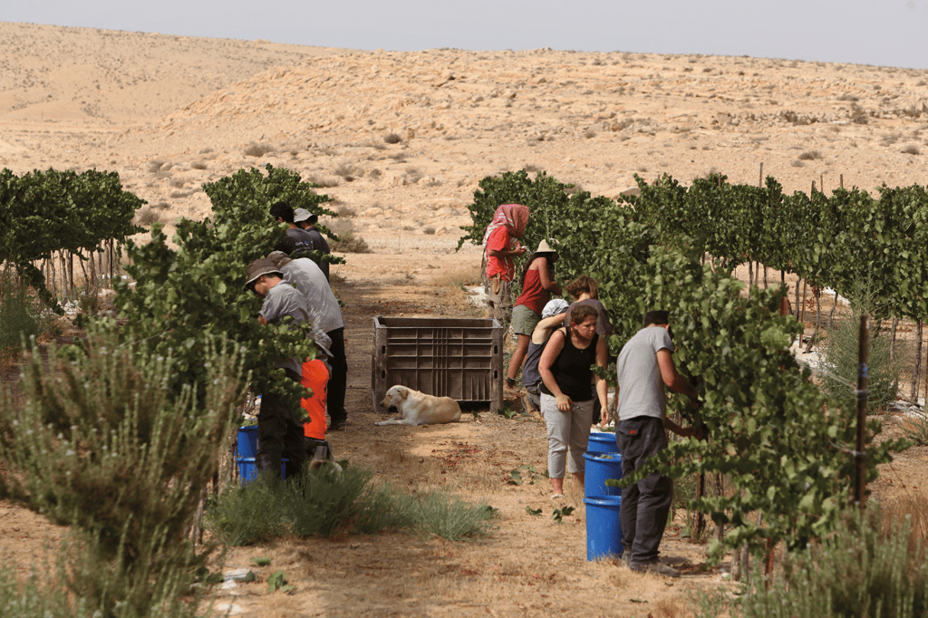 Colheita de uvas no deserto de Neguev, sul de Israel: apesar dos recursos hídricos limitados, o país é hoje exportador de frutas.