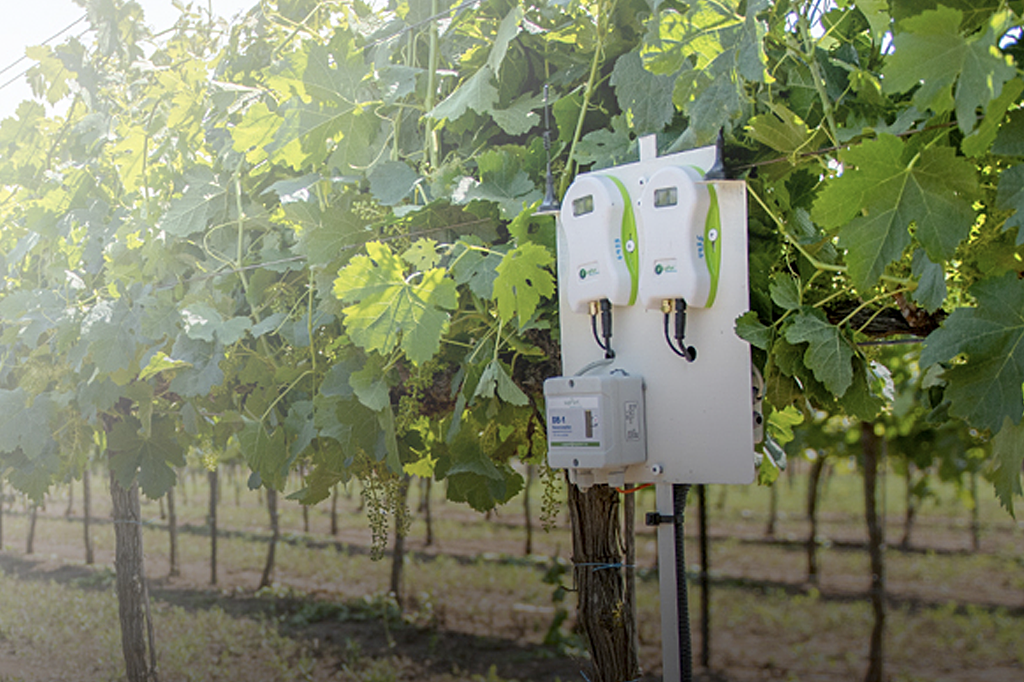 Sensores da SupPlant, na cor branca, entre folhas de uma plantação de uva
