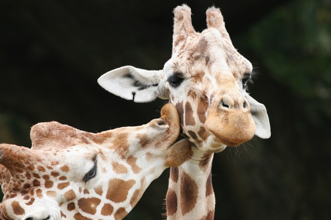 girafas gay