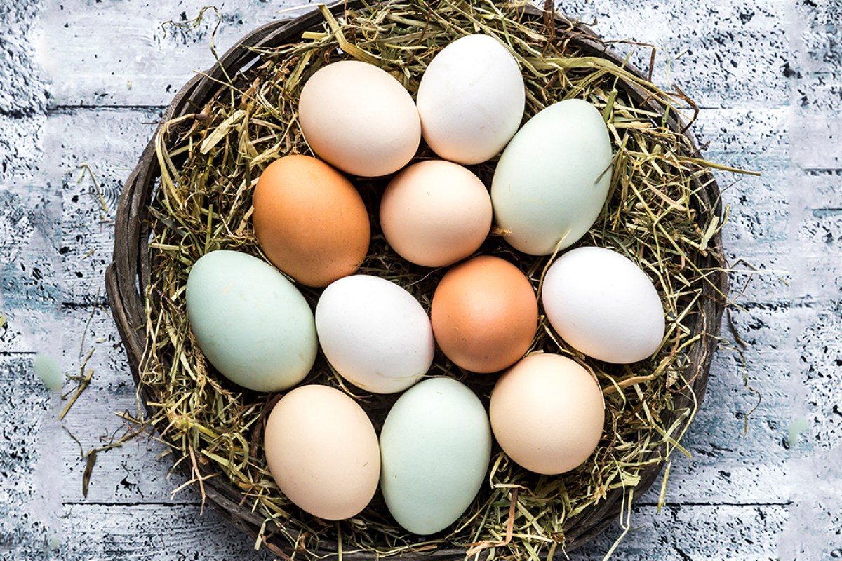 lay off the purpose wound Por que os ovos têm cores diferentes? Este estudo descobriu | Super