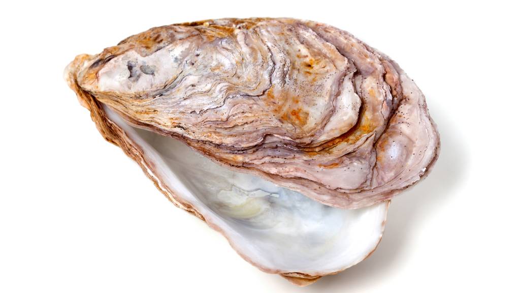 Conheça a história da pérola de 8 mil anos, a mais antiga do mundo