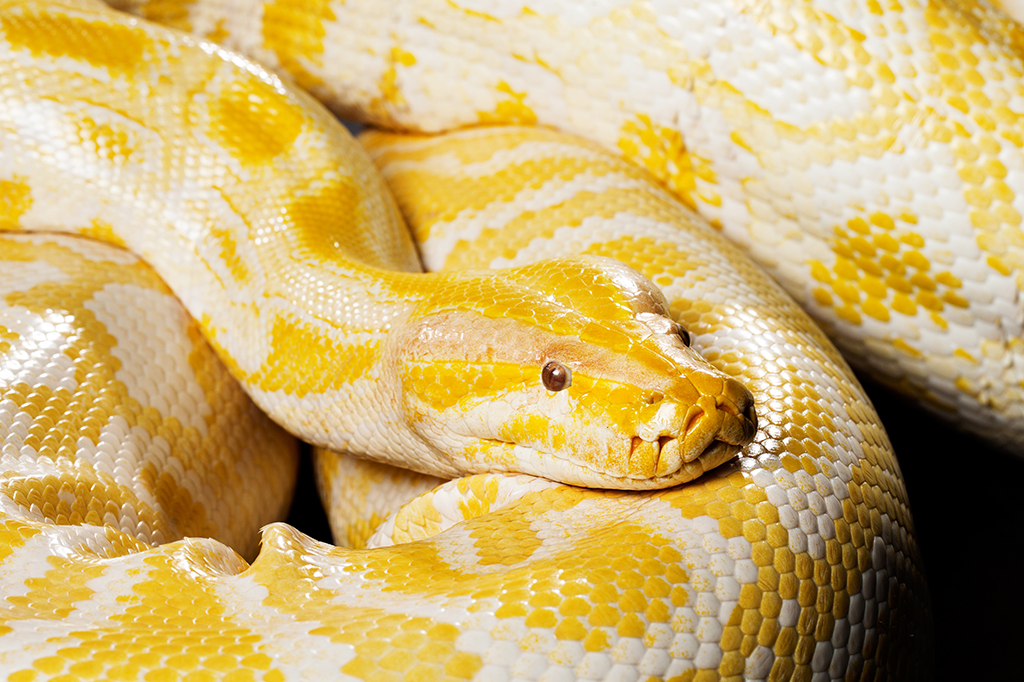 Qual é o maior animal que uma cobra é capaz de comer?