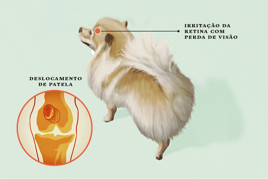 <strong>Lulu da Pomerânia</strong> • O lulu é o campeão em deslocamento de patela (a rótula). Cerca de 40% dos cães têm uma patela que vive saindo do lugar, o que provoca dor e artrite. Também é comum a degeneração progressiva da retina, que leva à cegueira.