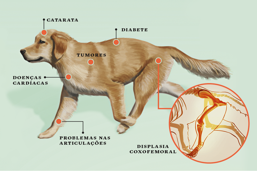 <strong>Golden Retriever</strong> • Como acontece com muitos cães grandes, a cabeça do fêmur não se encaixa bem na bacia. O problema, a displasia coxofemoral, prejudica a mobilidade das patas traseiras. Também é comum o desgaste da articulação do cotovelo.