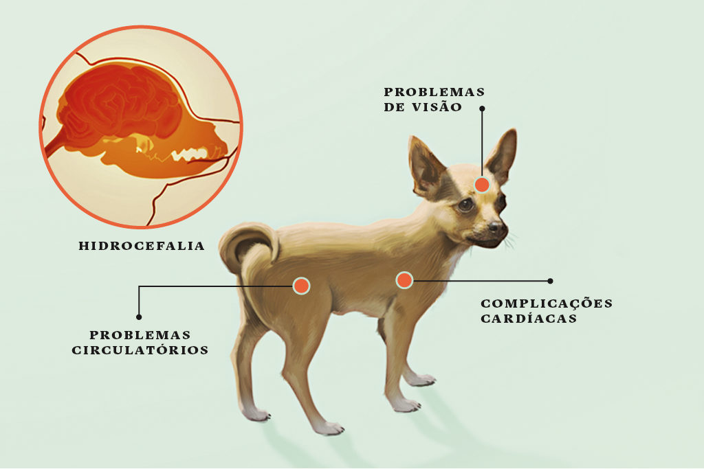 <strong>Chihuahua</strong> • A pequena estatura está associada à hidrocefalia – o aumento dos fluidos no cérebro. O volume elevado aumenta a pressão no cérebro. Em alguns casos, a pressão pode causar dor, perda das funções cerebrais e morte.
