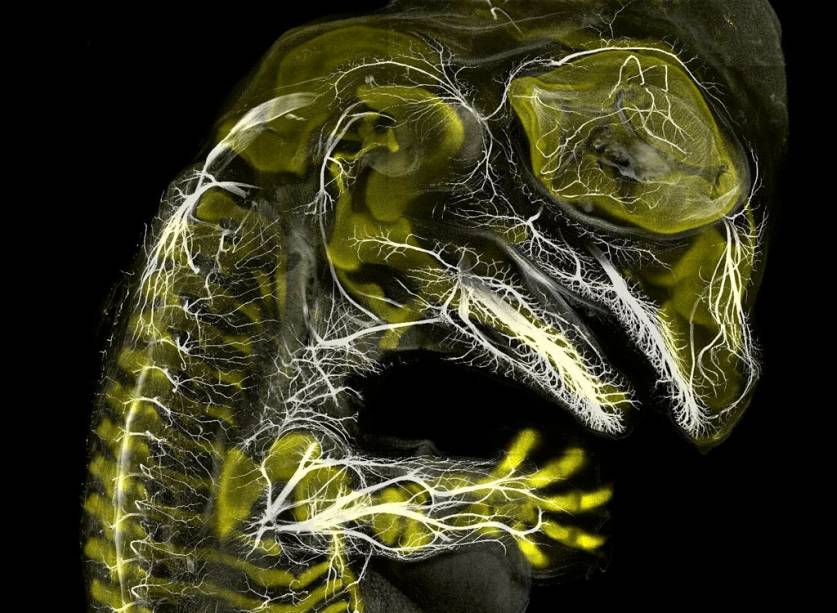 <span style="font-weight:400;">Começando o pódio: a medalha de bronze vai para esse incrível embrião de jacaré, com apenas 20 dias de desenvolvimento. O autor está estudando a evolução da anatomia dos vertebrados – e aproveitou pra registrar essa bela imagem usando a técnica de imunofluorescência. </span>