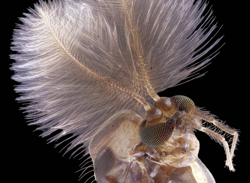 Todo ano aparece um mosquito no top 10, é verdade. Mas o quarto lugar de 2019 retratou um com uma característica peculiar: antenas cheias de pêlos.