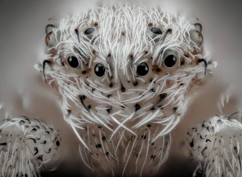 Aranhas peludas são assustadoras por natureza, mas os pelos brancos neste minúsculo aracnídeo mais parecem um casaco de pele. Outro destaque deste sexto lugar que salta aos olhos (rs) é o contraste do branco com os vários pares de olhos negros.
