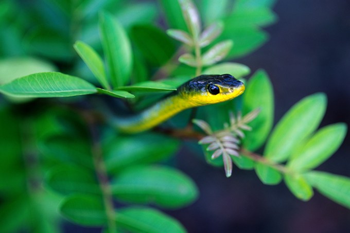 Dendrelaphis-cobras-saltadoras