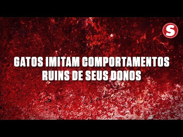 Gatos imitam comportamentos ruins de seus donos