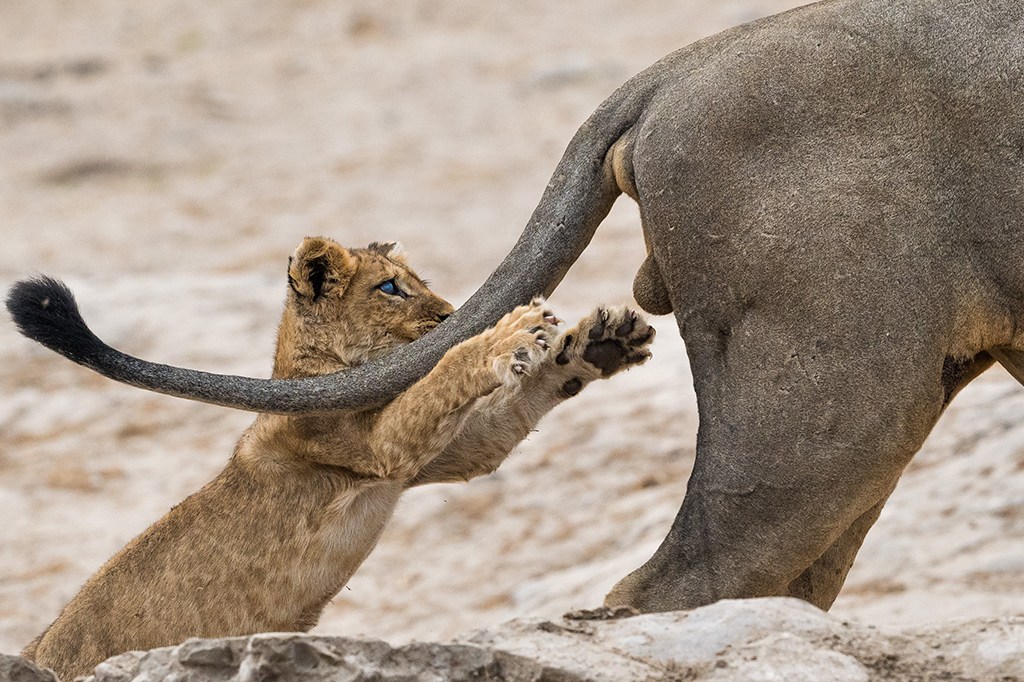 Conheça as fotos mais engraçadas do reino animal de 2019
