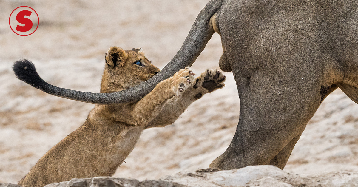 Os Animais Mais Engraçados do Mundo 05