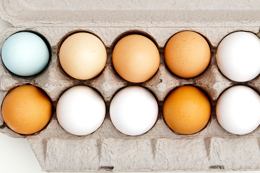 Os ovos de todas as aves são comestíveis?