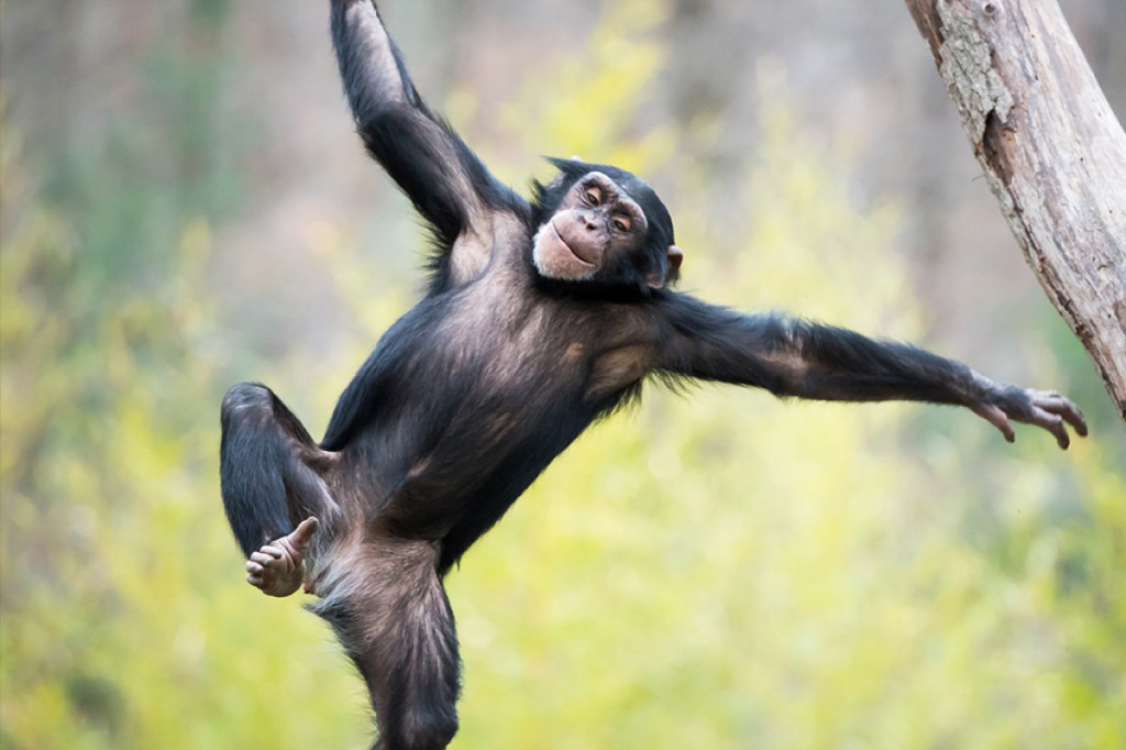 Movimento do corpo de chimpanzés pode mostrar origem da dança humana -  Olhar Digital