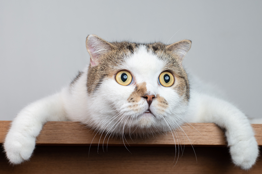 Gatos têm mais expressões faciais do que podemos perceber | Super