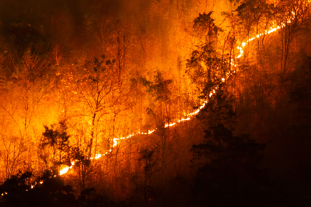 Fogo controlado pode ajudar a evitar grandes incêndios florestais, diz  estudo | Super