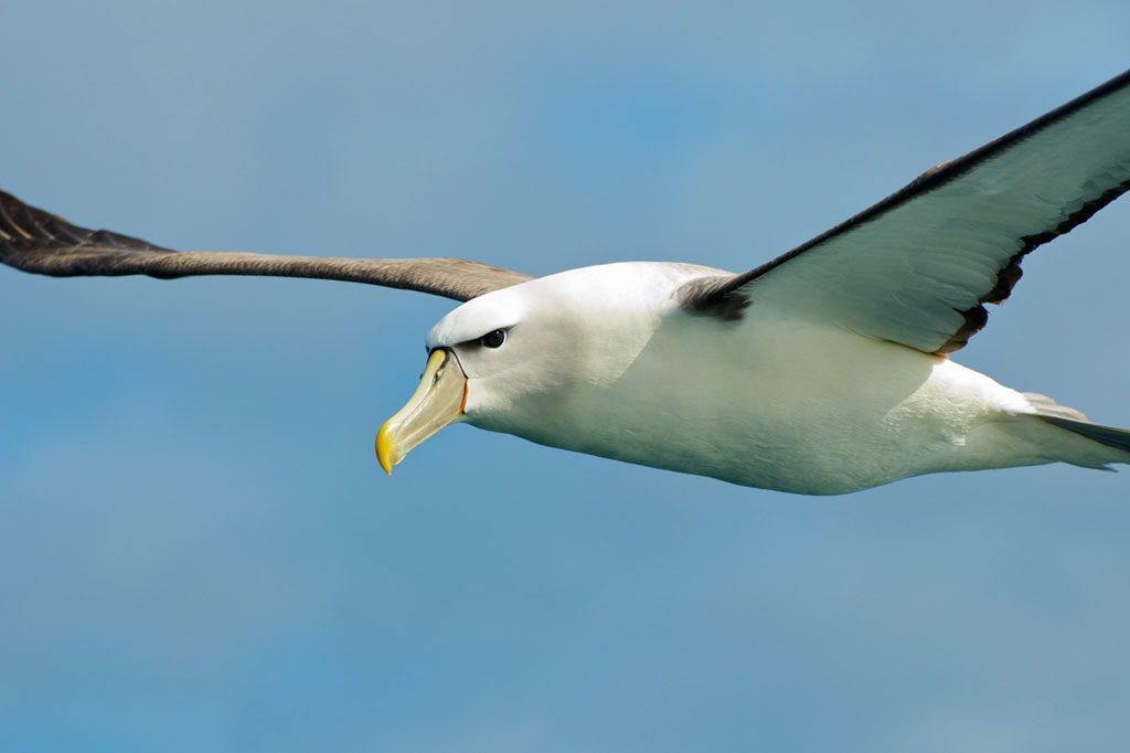Pássaros espiões ajudam a identificar barcos de pesca ilegais