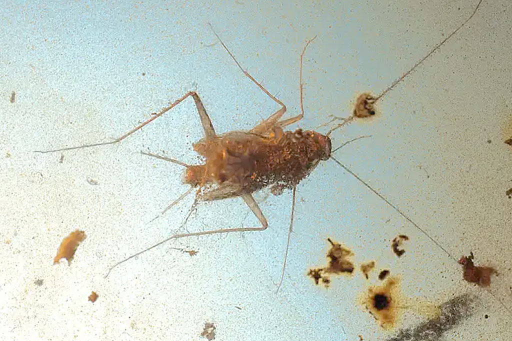 Cientistas descobrem barata intacta de 99 milhões de anos